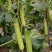 黄瓜种子甜脆188强雌节节有瓜早熟靓丽脆嫩清香无苦味