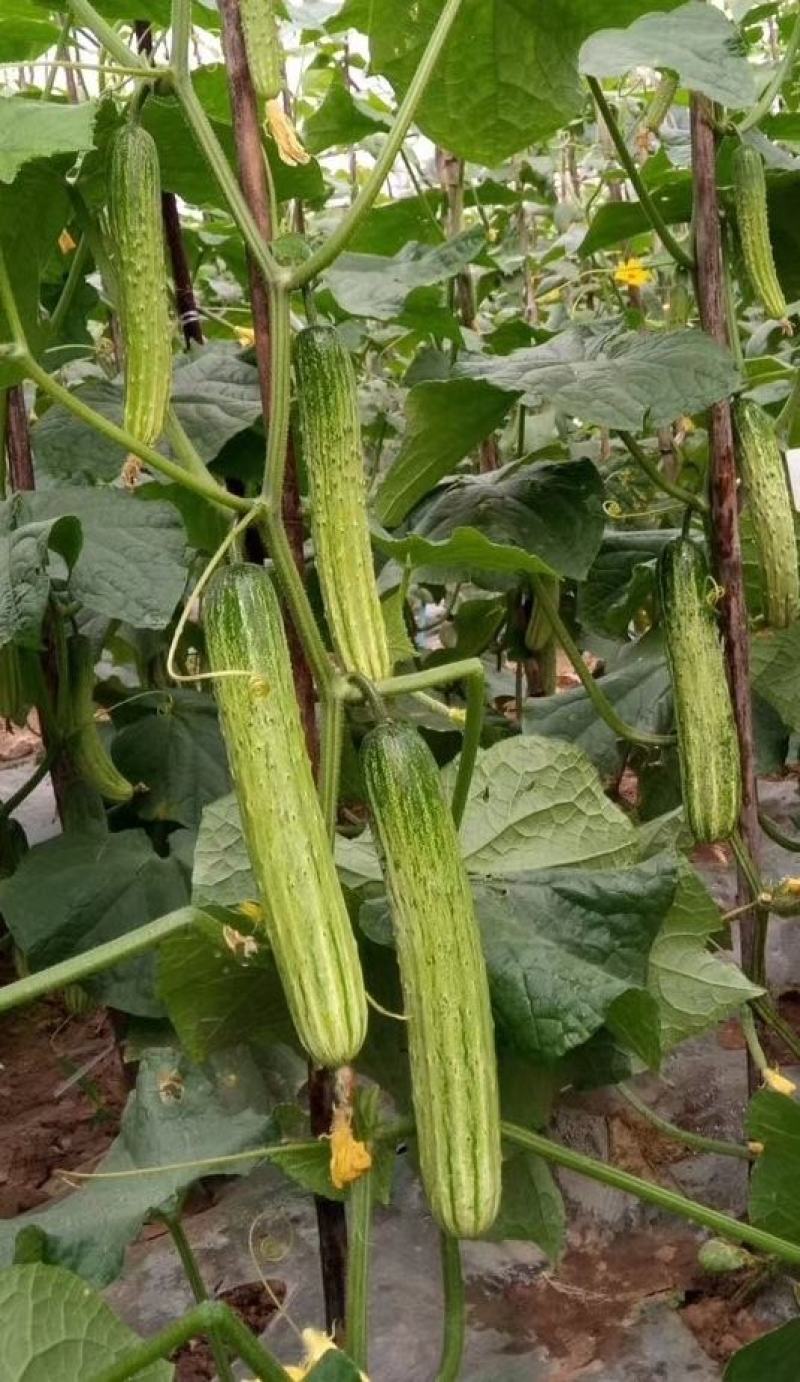 黄瓜种子甜脆188强雌节节有瓜早熟靓丽脆嫩清香无苦味