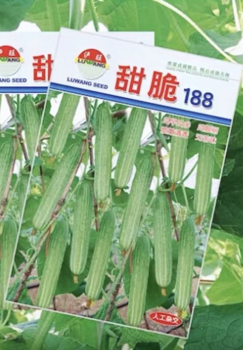 黄瓜种子甜脆188强雌节节有瓜早熟靓丽脆嫩清香无苦味