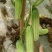 黄瓜种子甜脆188强雌节节有瓜早熟靓丽脆嫩清香无苦味