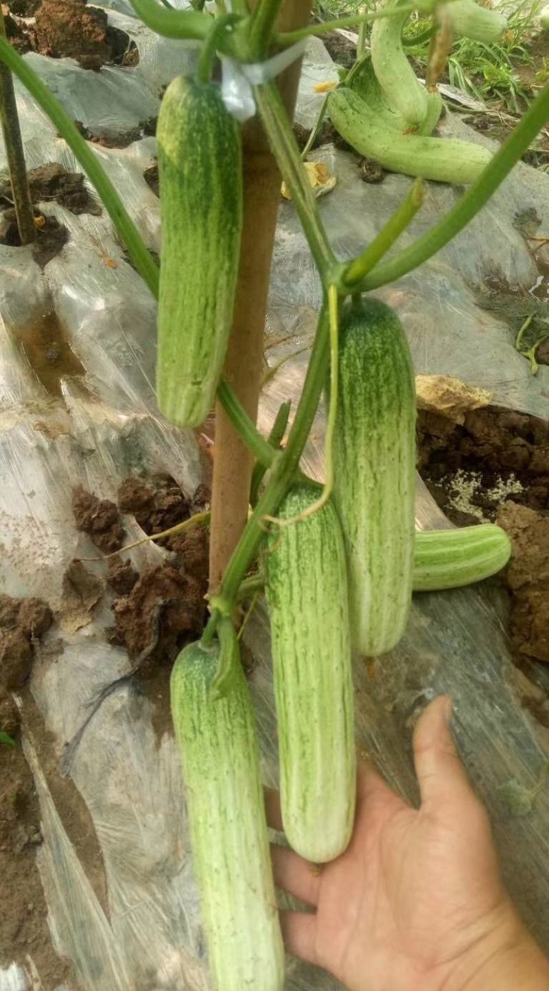 黄瓜种子甜脆188强雌节节有瓜早熟靓丽脆嫩清香无苦味
