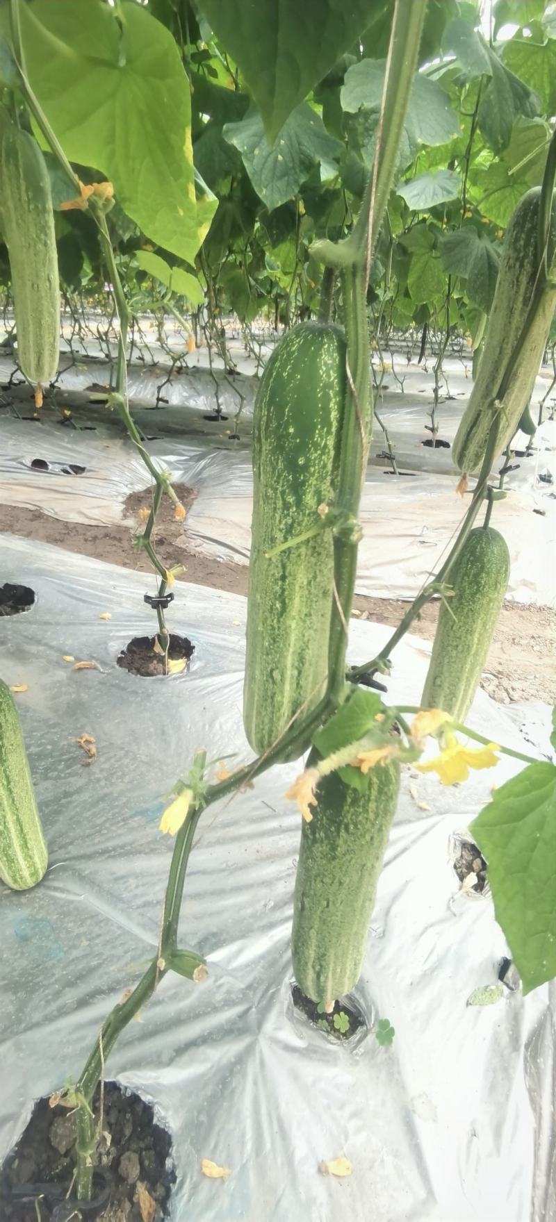 黄瓜种子甜脆188强雌节节有瓜早熟靓丽脆嫩清香无苦味