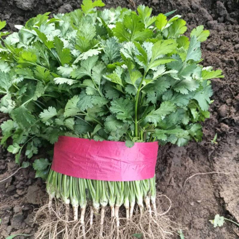 山东香菜大叶香菜产地直发品质保证长期供应量大从优