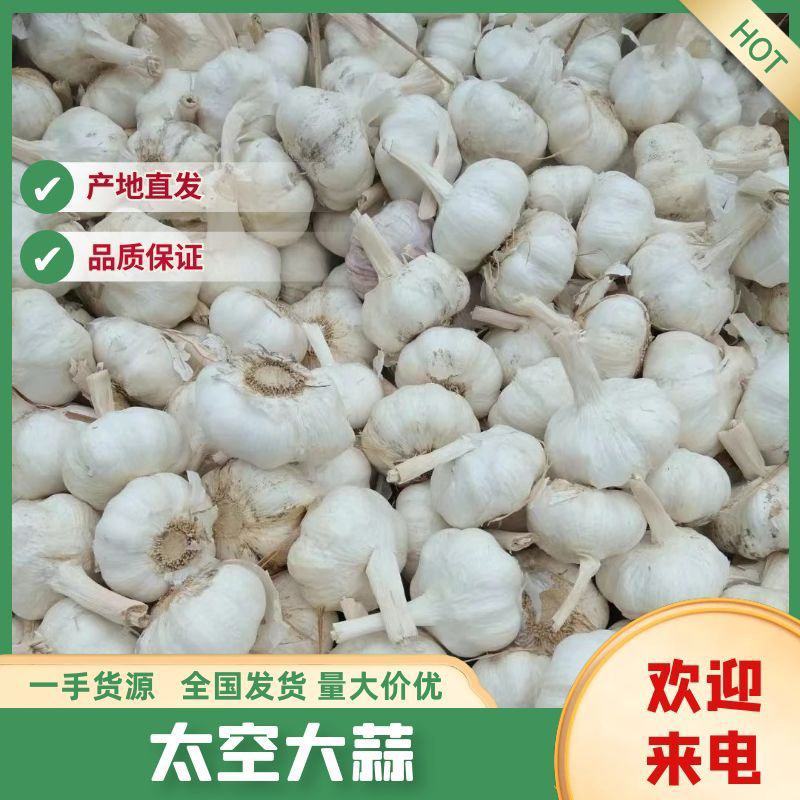 大蒜精品大蒜白皮大蒜发市场蒜米料太空大蒜电商平台金乡