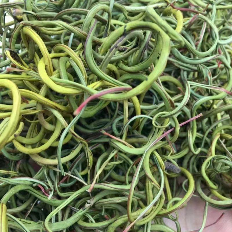 小叶化石草