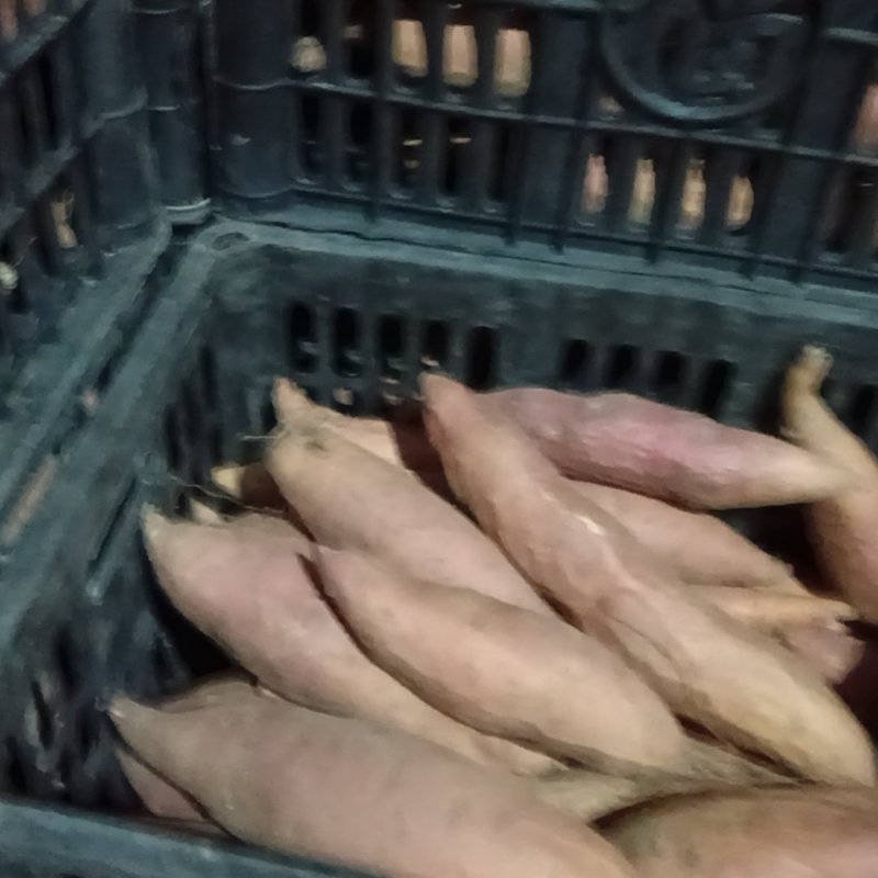 烟薯25大量上货