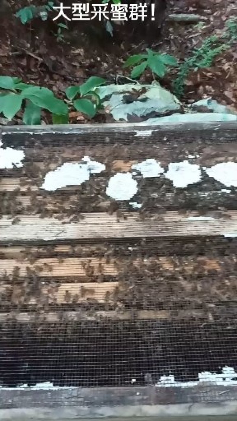土蜂蜜，皖南深山林下养殖割取的纯正土蜂蜜，欢迎来电采购
