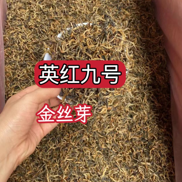 英红九号红茶英德红茶批发价散装金芽