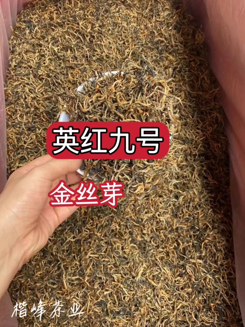 英红九号红茶英德红茶批发价散装金芽