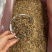 英红九号红茶英德红茶批发价散装金芽