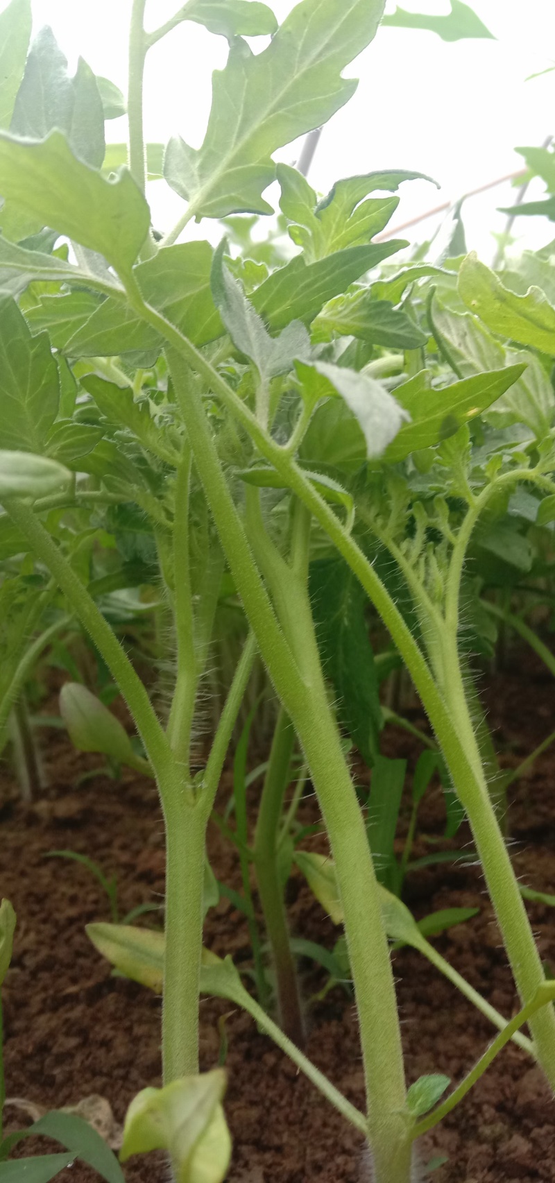 西红柿苗硬粉草莓西红柿苗基地直发现挖现发成活率