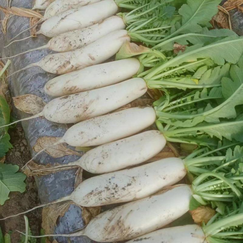 精品白萝卜大量供应产地直发一手货源量大从优