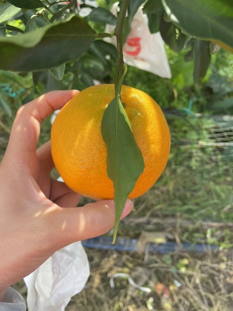 四川蒲江春见耙耙柑咪咪甜