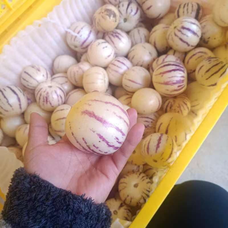 精品人参果产地一手货源保质保量欢迎致电支持视频看货