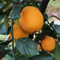 江西精品赣南脐橙，产地一手货源，规格多样量大从优价格可谈