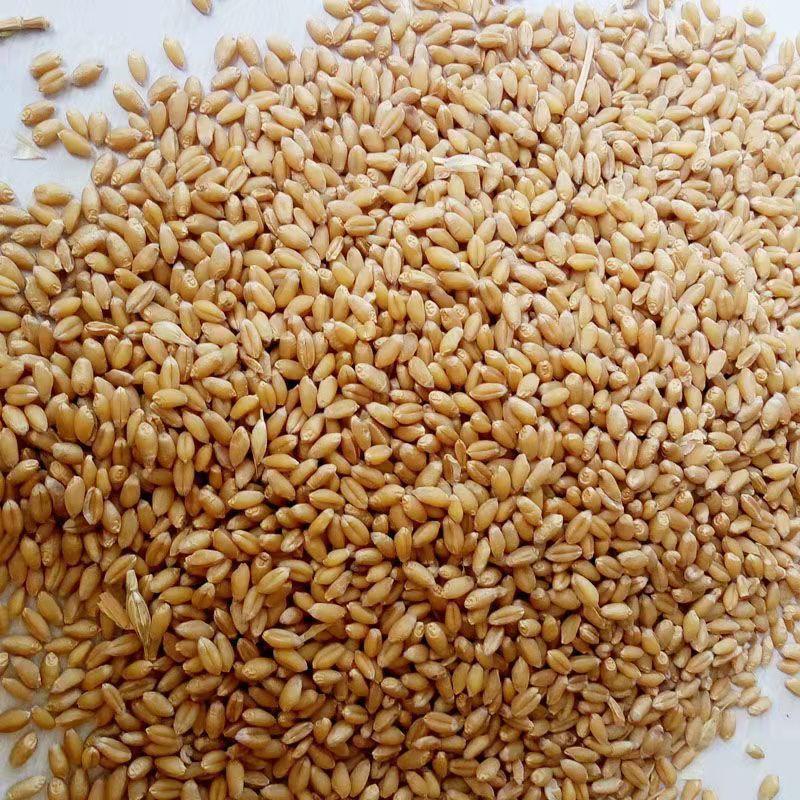 河南精品小麦大量供货，货源充足稳定，量大从优，价格可谈