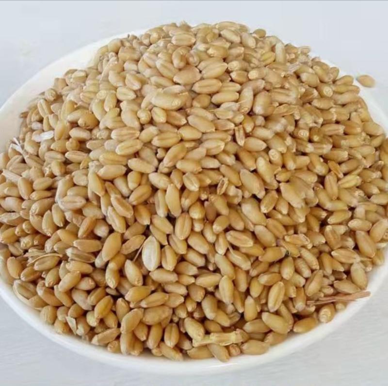 河南精品小麦大量供货，货源充足稳定，量大从优，价格可谈