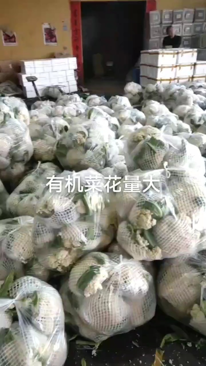 产地有机花还是继续大量供货中，要的老板可以联系可代发全国