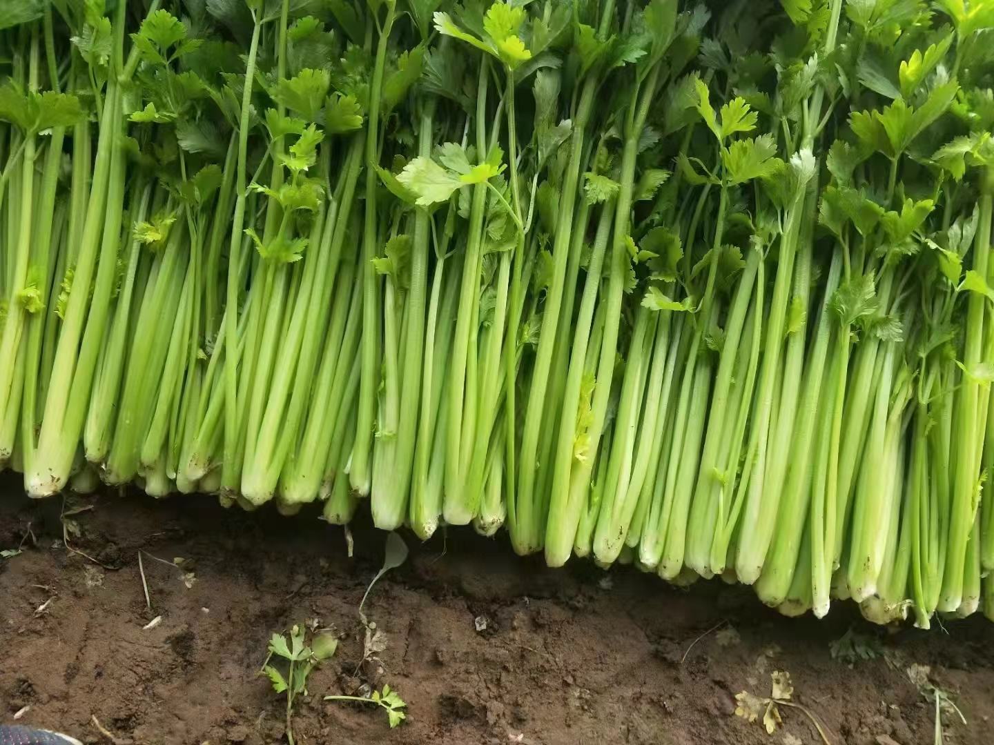 一片绿色的西芹田,阳光洒在叶片上,农民正在采摘 西芹在田间种植的场景