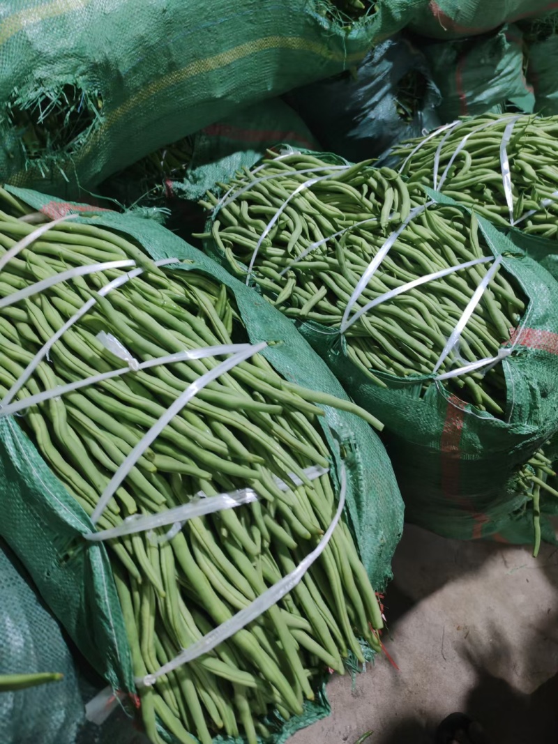 产地无丝豆路还是继续大量供货？货多量大，代发全国各地。