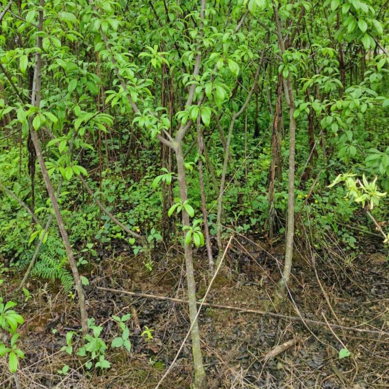 脆红李苗，晚熟李子品种产地现挖现发，量大从优，合作共赢。