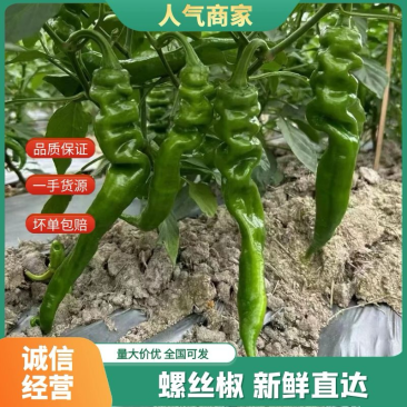 湛江鲜辣椒，螺丝椒，陇椒，螺丝线椒，3号/8号线椒！