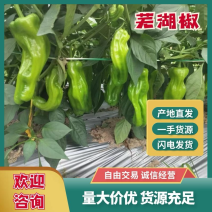 湛江芜湖椒，陇椒，螺丝椒，线椒，品种齐全！
