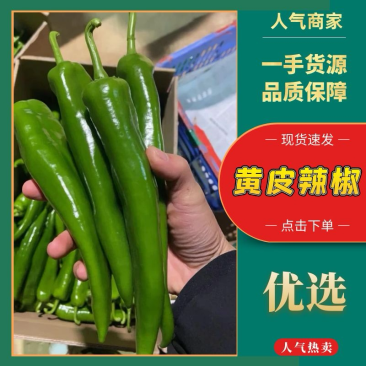 湛江辣，青皮