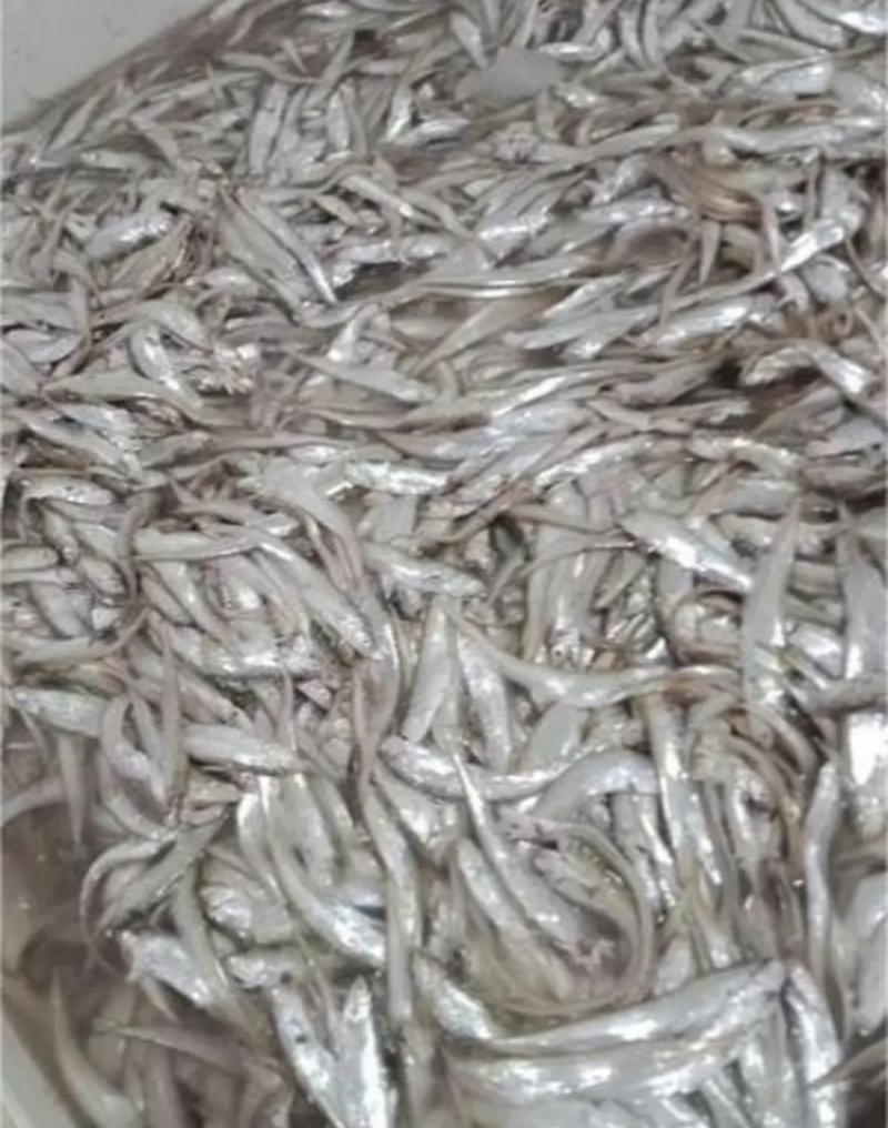 安徽毛刀鱼一手货源量大从优基地直发品质保证欢迎咨询