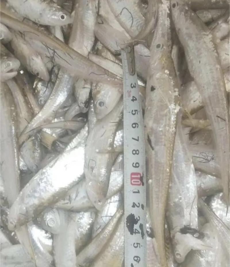 安徽毛刀鱼一手货源量大从优基地直发品质保证欢迎咨询
