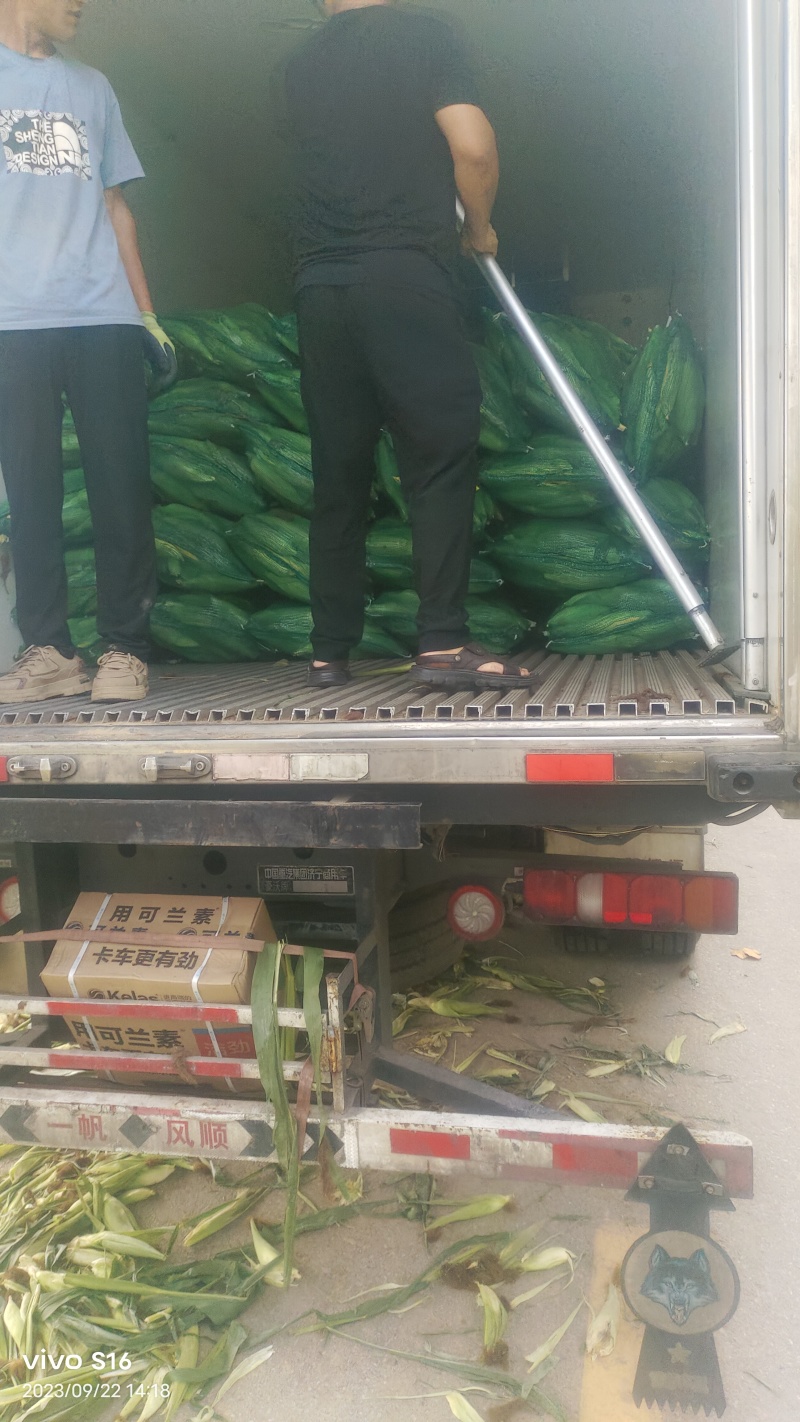 产地发货太阳花玉米可长期供货，代发全国各地。