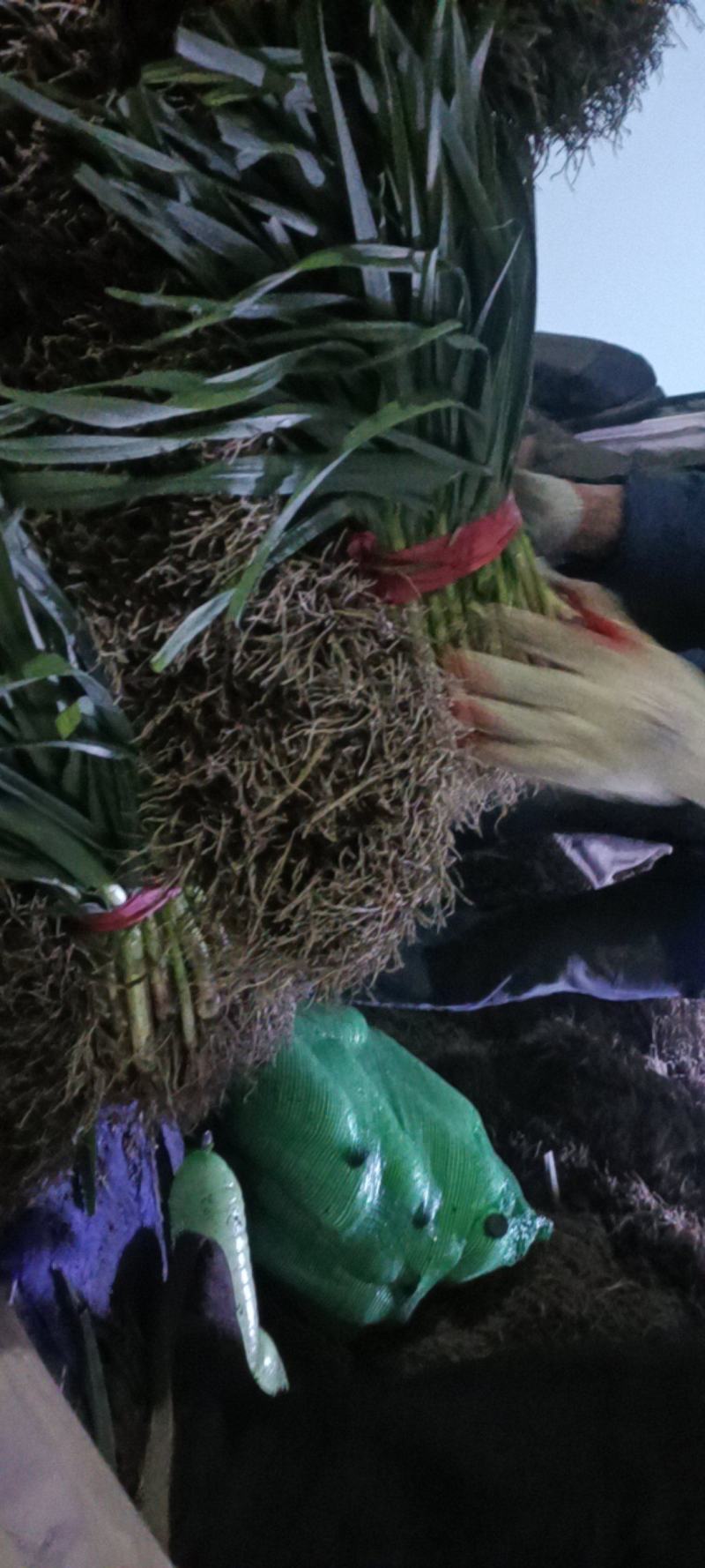 红根蒜苗