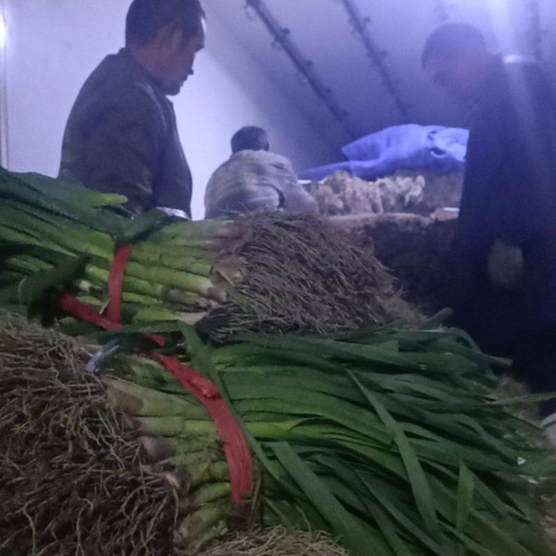 红根蒜苗