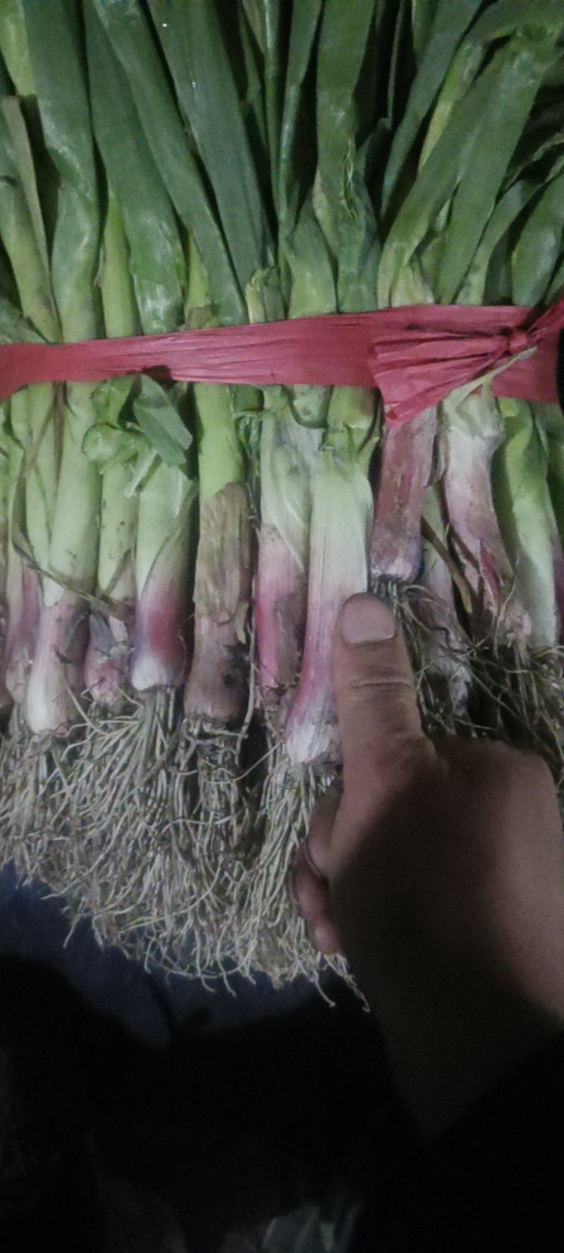 红根蒜苗