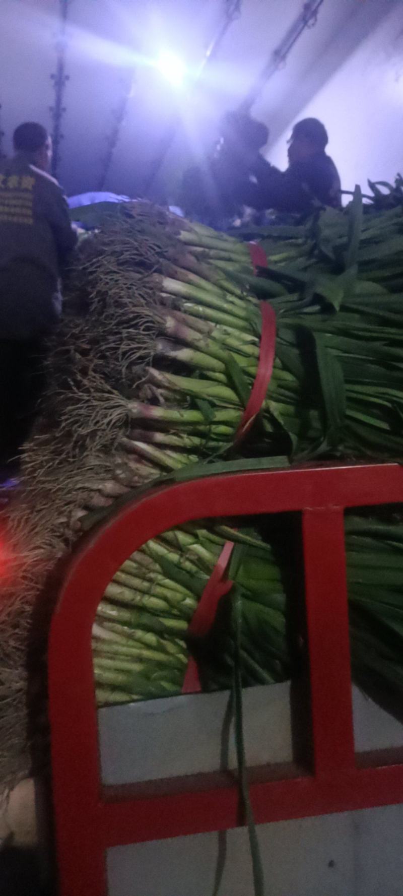 红根蒜苗