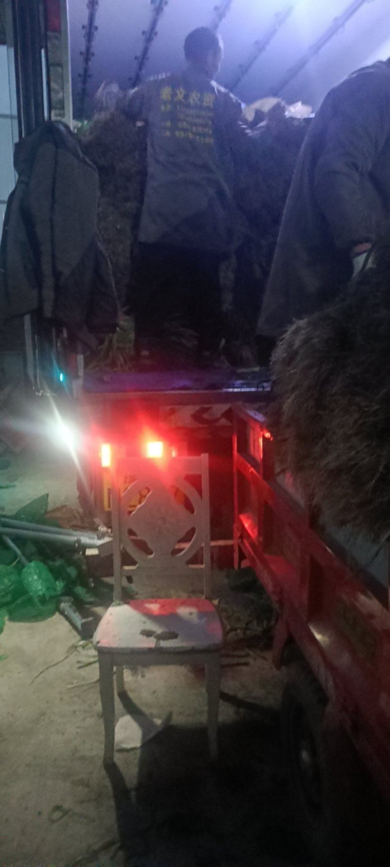 红根蒜苗