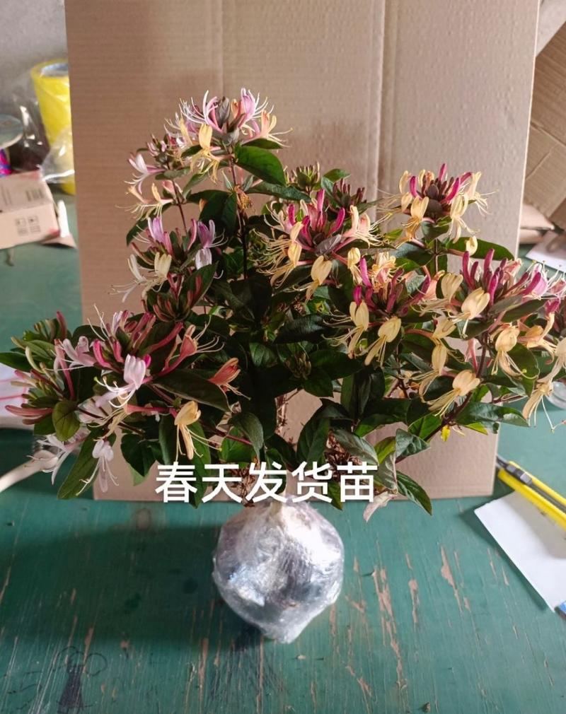 红色金银花金银花盆景红色金银花苗金银花树苗