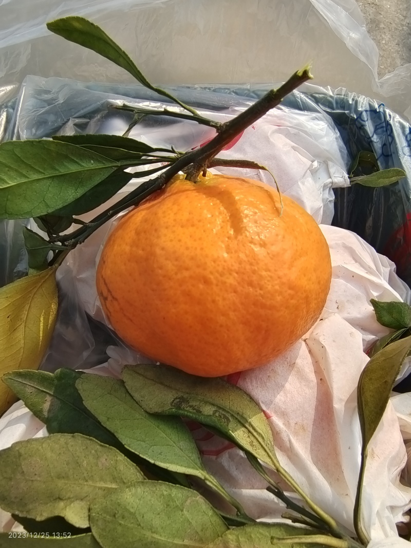 甘平柑桔