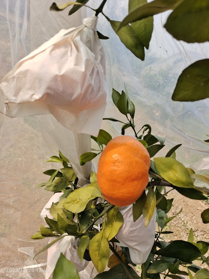 甘平柑桔