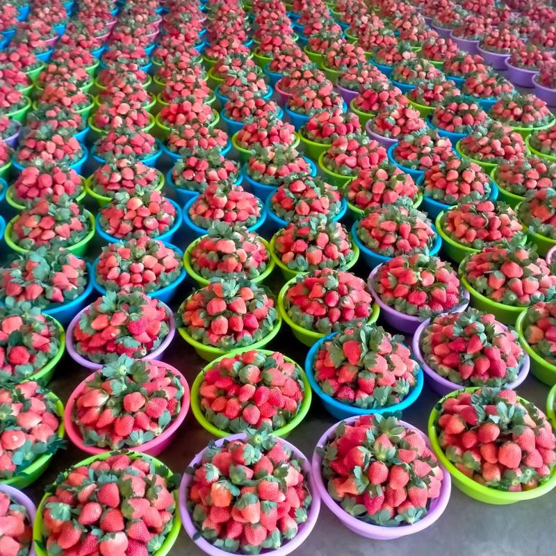 【推荐】精品奶油草莓品种齐全规格齐全对接电商商超批发