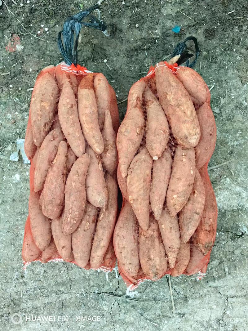 【哈密红薯】冰糖心电商商超社区团购带货现挖现发
