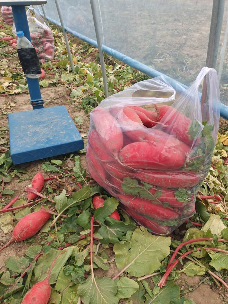 大棚红萝卜上市早条型好颜色亮红皮薄肉白口感很不错
