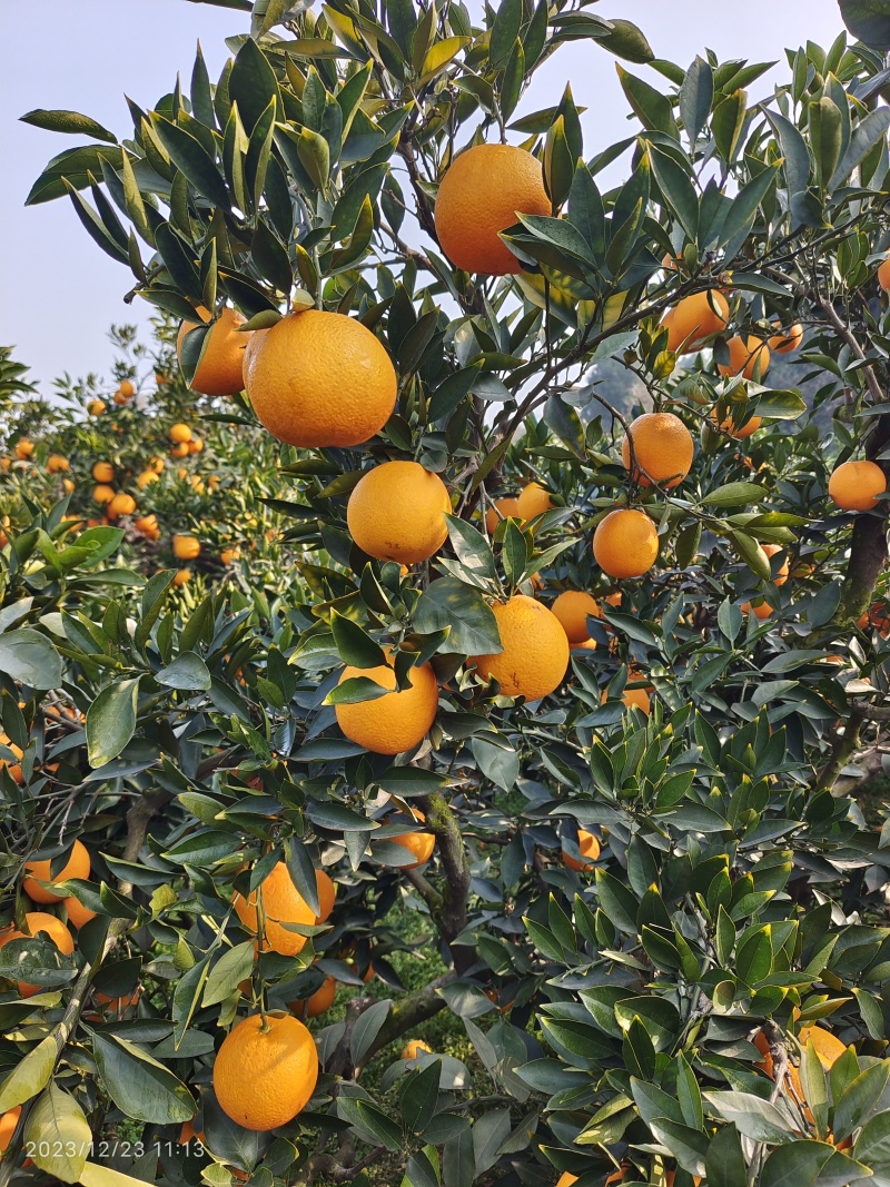 橙子脐橙