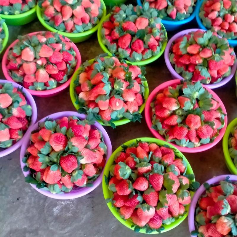 草莓，四川奶油草莓，产地一手货源，价格优惠，欢迎来电咨询