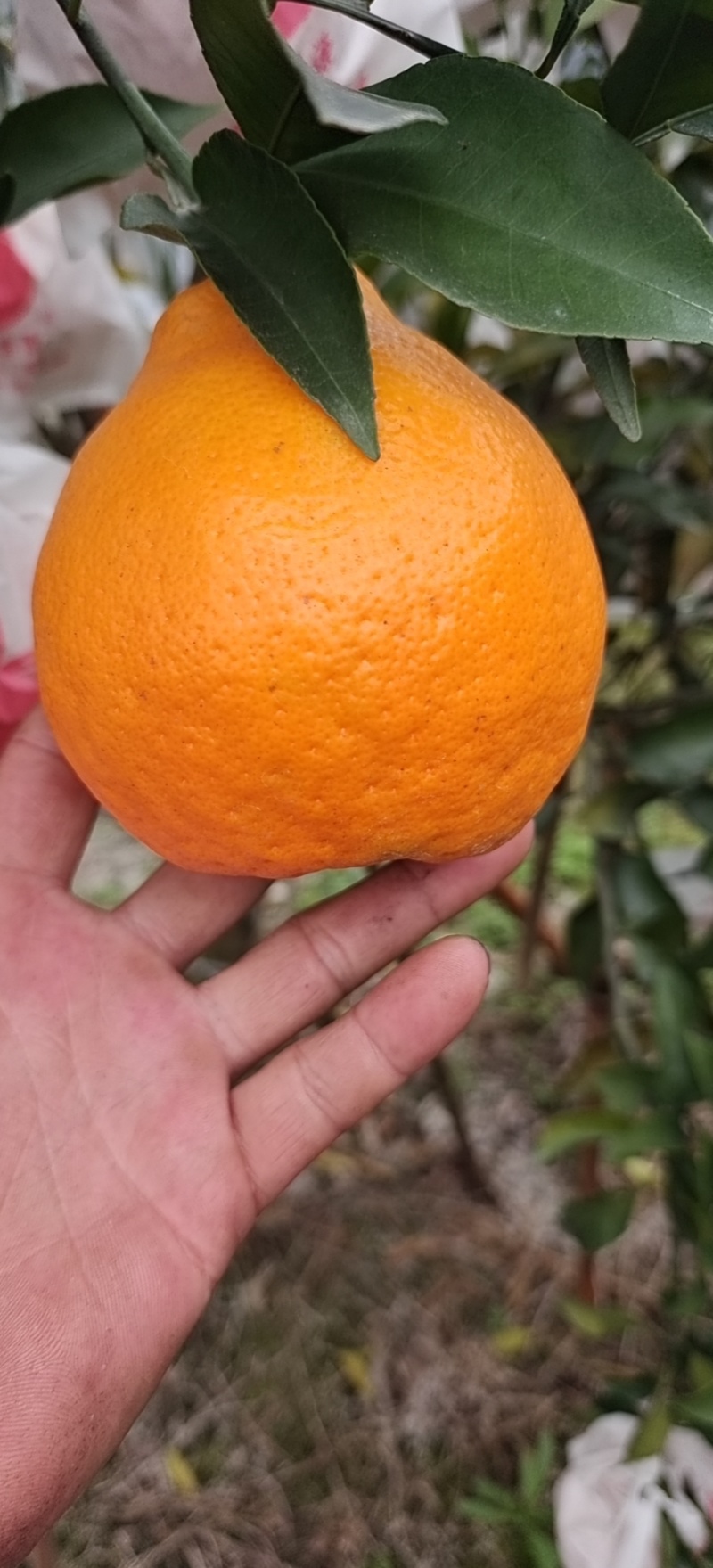 四川高山耙耙柑，高山货，纯甜，化渣，爆汁，细皮，果面干净