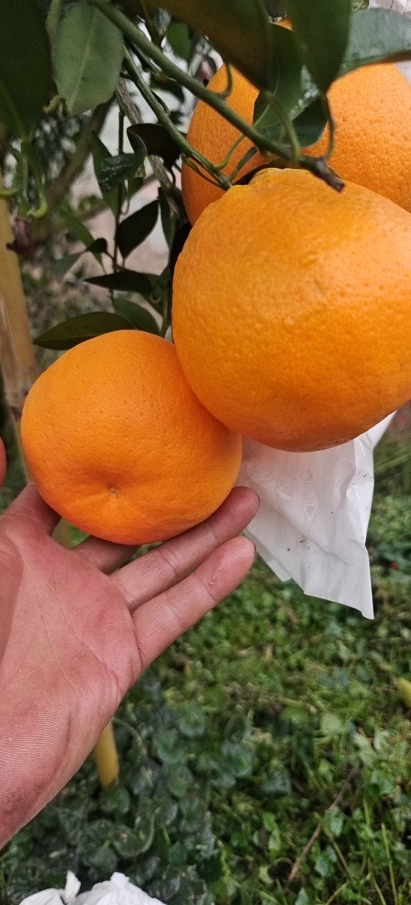 四川高山耙耙柑，高山货，纯甜，化渣，爆汁，细皮，果面干净