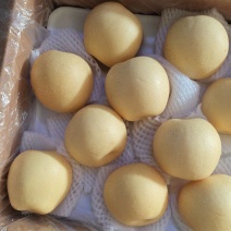 【精品】河北皇冠梨产地直发货源充足全国代发