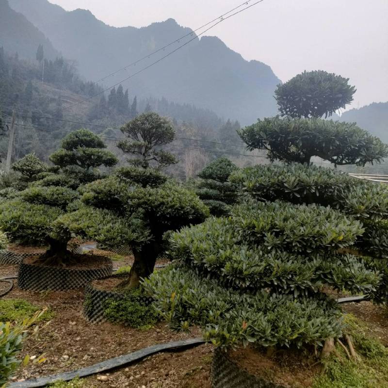【中华蚊母】优质供货电商，根系发达，价格优惠，厂家一手货