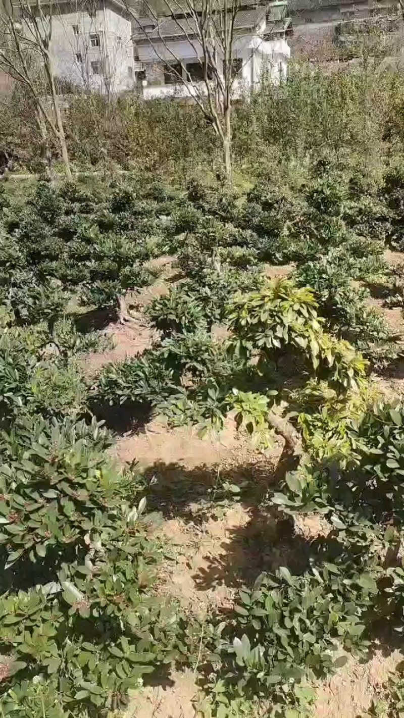 【中华蚊母】优质供货电商，根系发达，价格优惠，厂家一手货