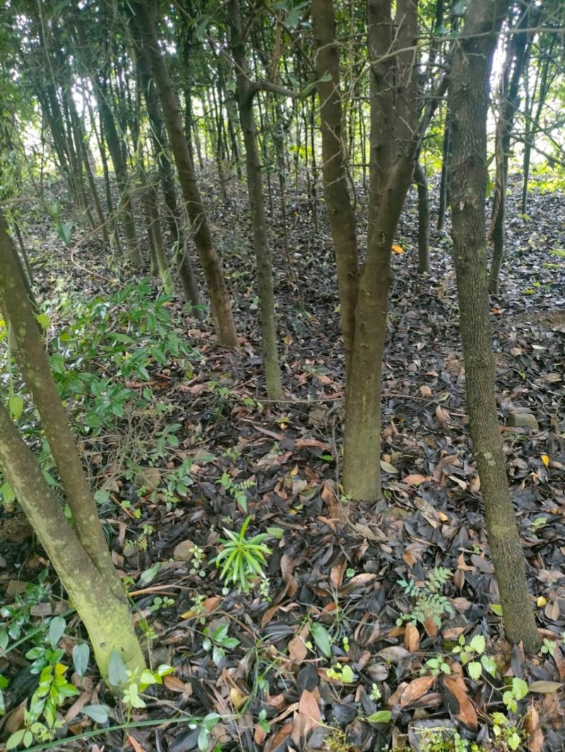 【中华蚊母】优质供货电商，根系发达，价格优惠，厂家一手货